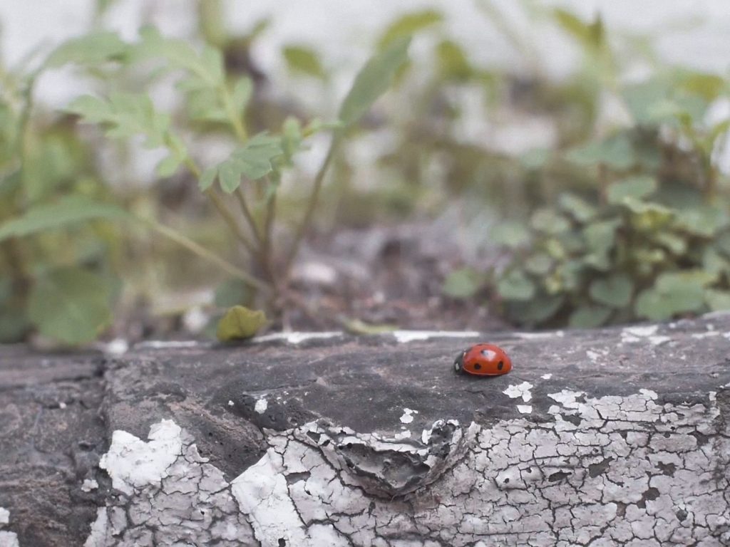 Mariquita en huerto urbano, fotograma del cortometraje Jardineando de Luis Miguel Fernández
