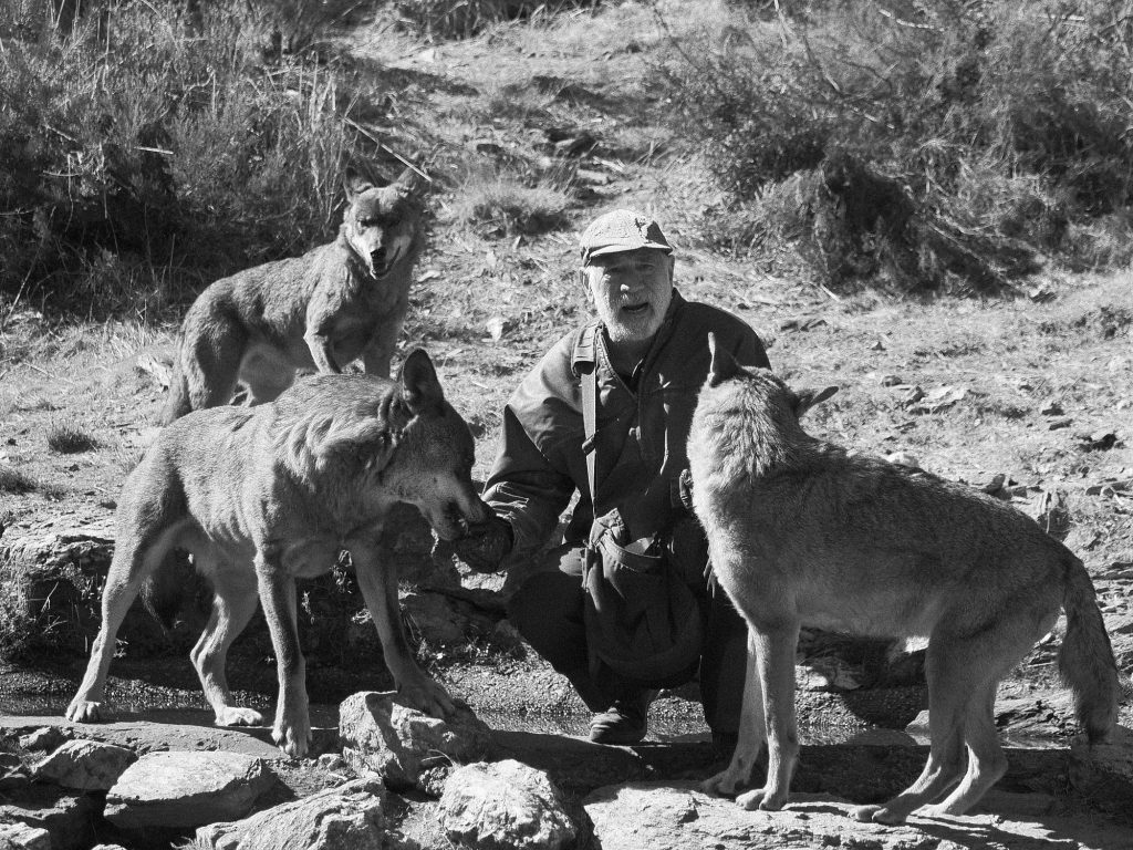 Carlos Sainz, biólogo del centro alimentando a tres lobos ibéricos en el Centro del Lobo Ibérico, Sanabria.