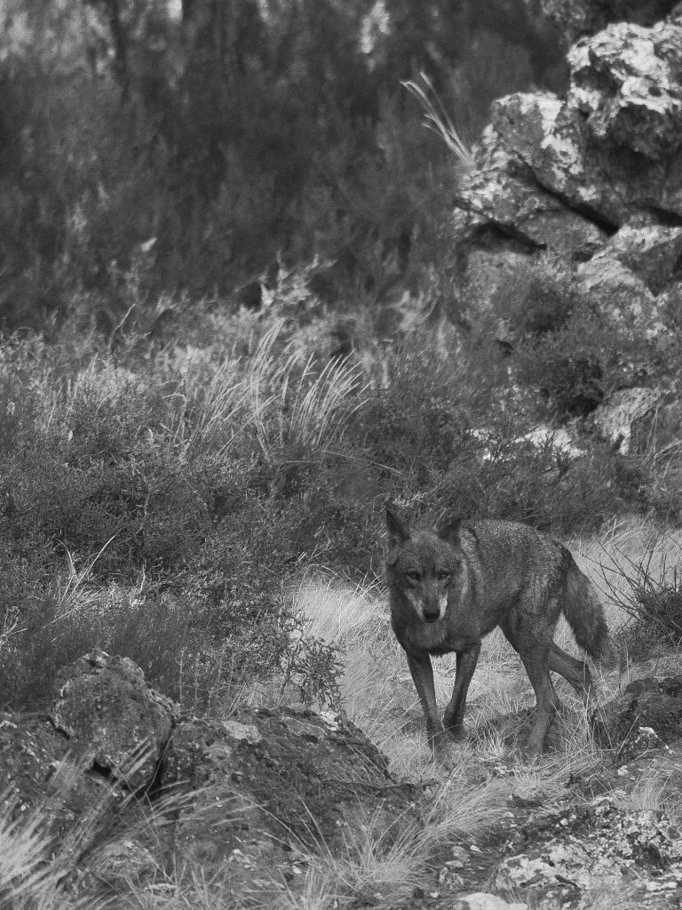 Lobo ibérico entre rocas en el Centro del Lobo Ibérico de Sanabria.