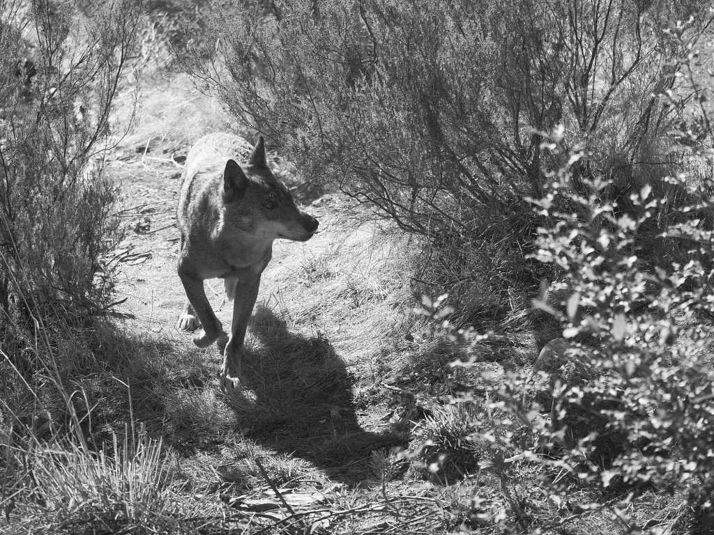 Lobo ibérico avanzando entre matorrales en el Centro del Lobo Ibérico de Sanabria.