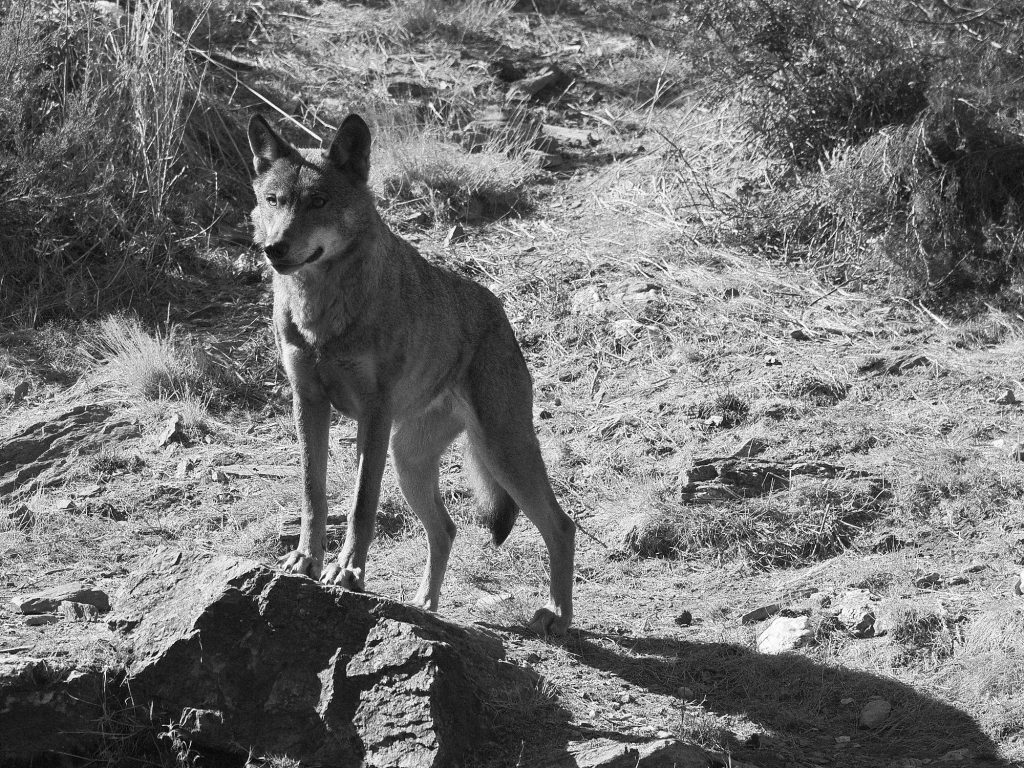 Lobo ibérico de pie sobre una roca durante la visita al Centro del Lobo Ibérico en Sanabria.
