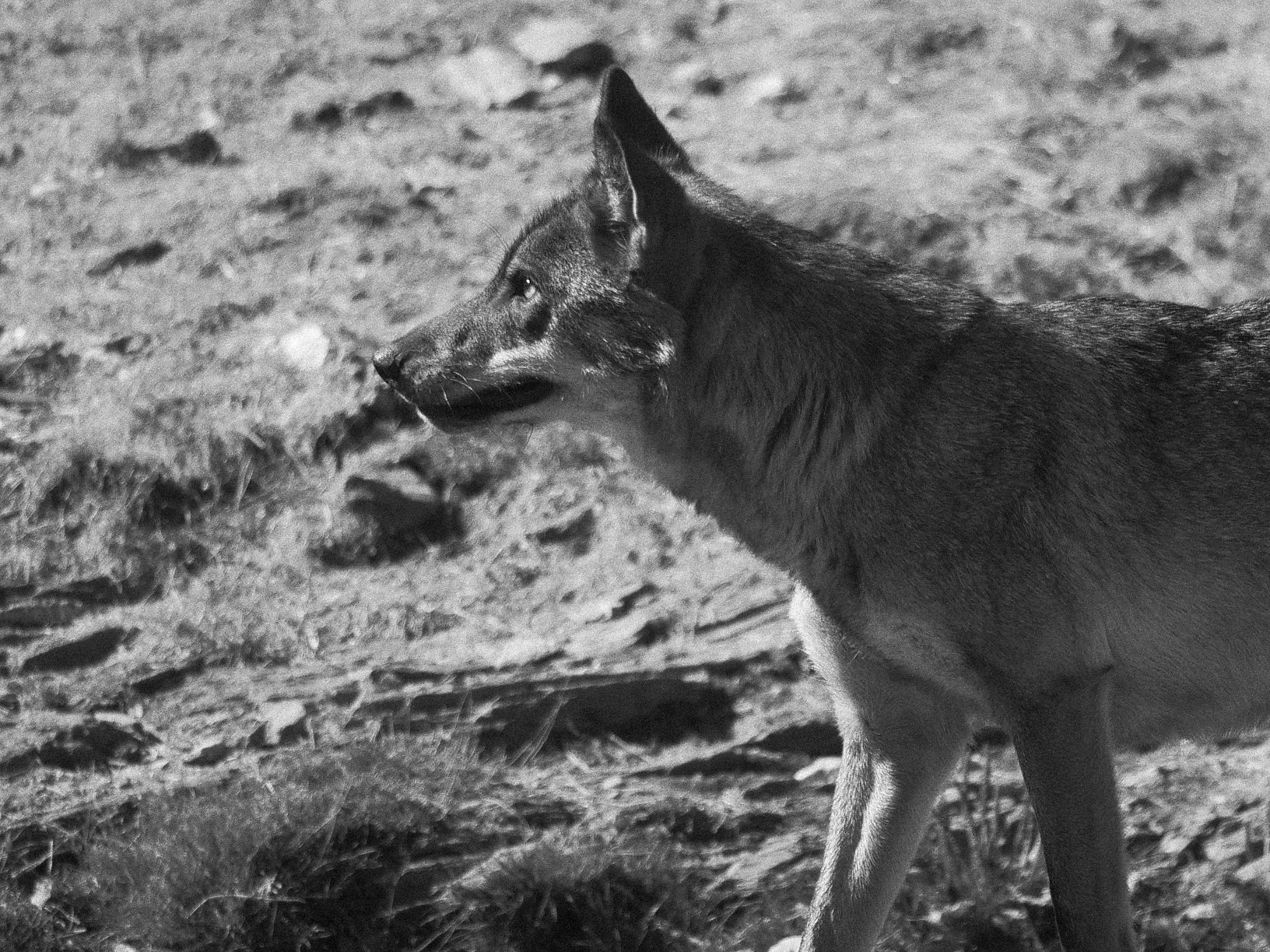 Perfil de lobo ibérico en semilibertad en el Centro del Lobo Ibérico, Sanabria.